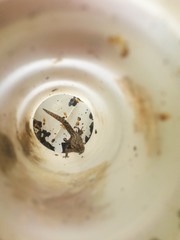 Sphaerodactylus difficilis