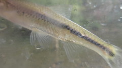 Notropis procne