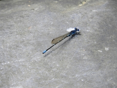 Argia rhoadsi