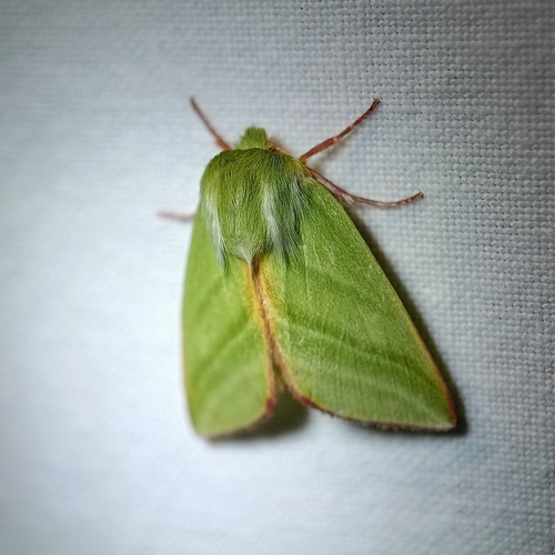 Green Silver-lines, 9351 JX Leek, Netherlands, photo 7 of 10