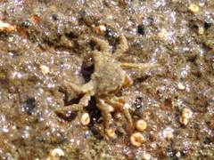 Neohymenicus pubescens