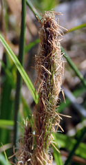 Carex chathamica