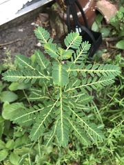 Phyllanthus urinaria