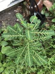 Phyllanthus urinaria