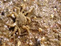 Neohymenicus pubescens