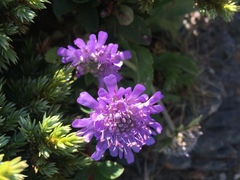 Scabiosa lacerifolia