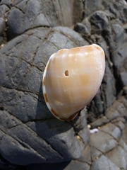 Phalium bandatum