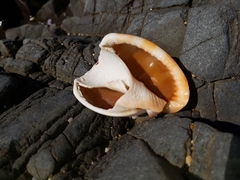 Phalium bandatum