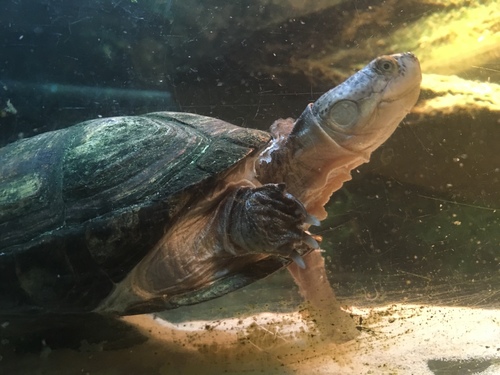 West African Mud Turtle (Pelusios castaneus) · iNaturalist