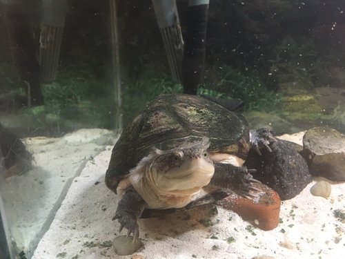 West African Mud Turtle