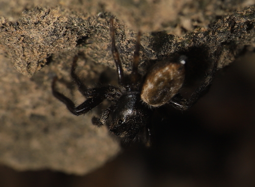 Jumping spider (Hakka himeshimensis) photo 4
