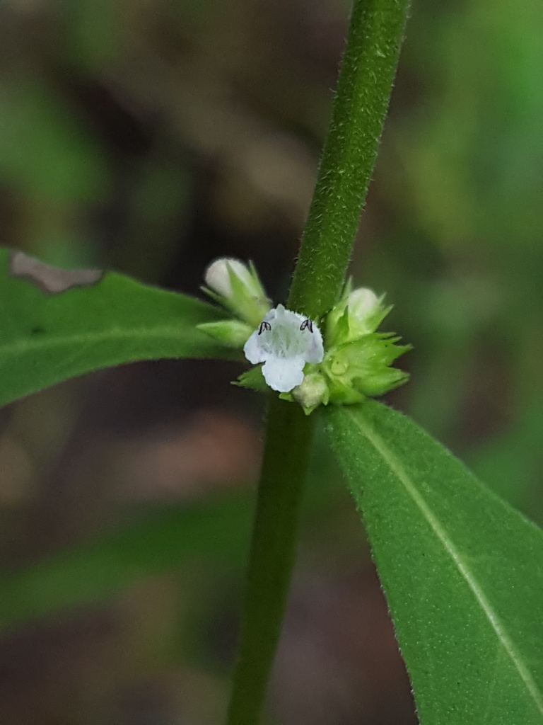 Taperleaf water horehound (Lycopus rubellus)