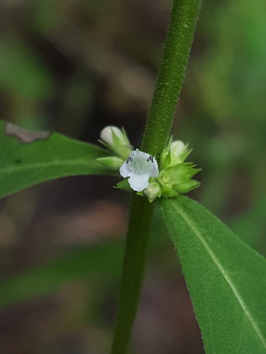 Taperleaf water horehound (Lycopus rubellus)