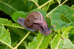 Ariophanta exilis