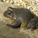 South-eastern Banjo Frog - Photo (c) David Cook, some rights reserved (CC BY-NC)