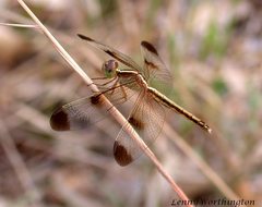 Neurothemis tullia