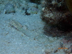 Coryphopterus tortugae