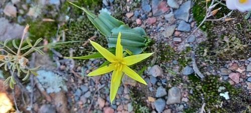 Empodium flexile (Empodium flexile)