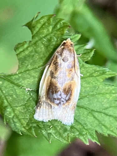 Black-patched Clepsis Moth photo 6