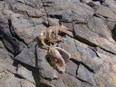 Vulsella minor