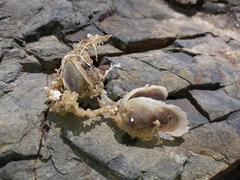 Vulsella minor