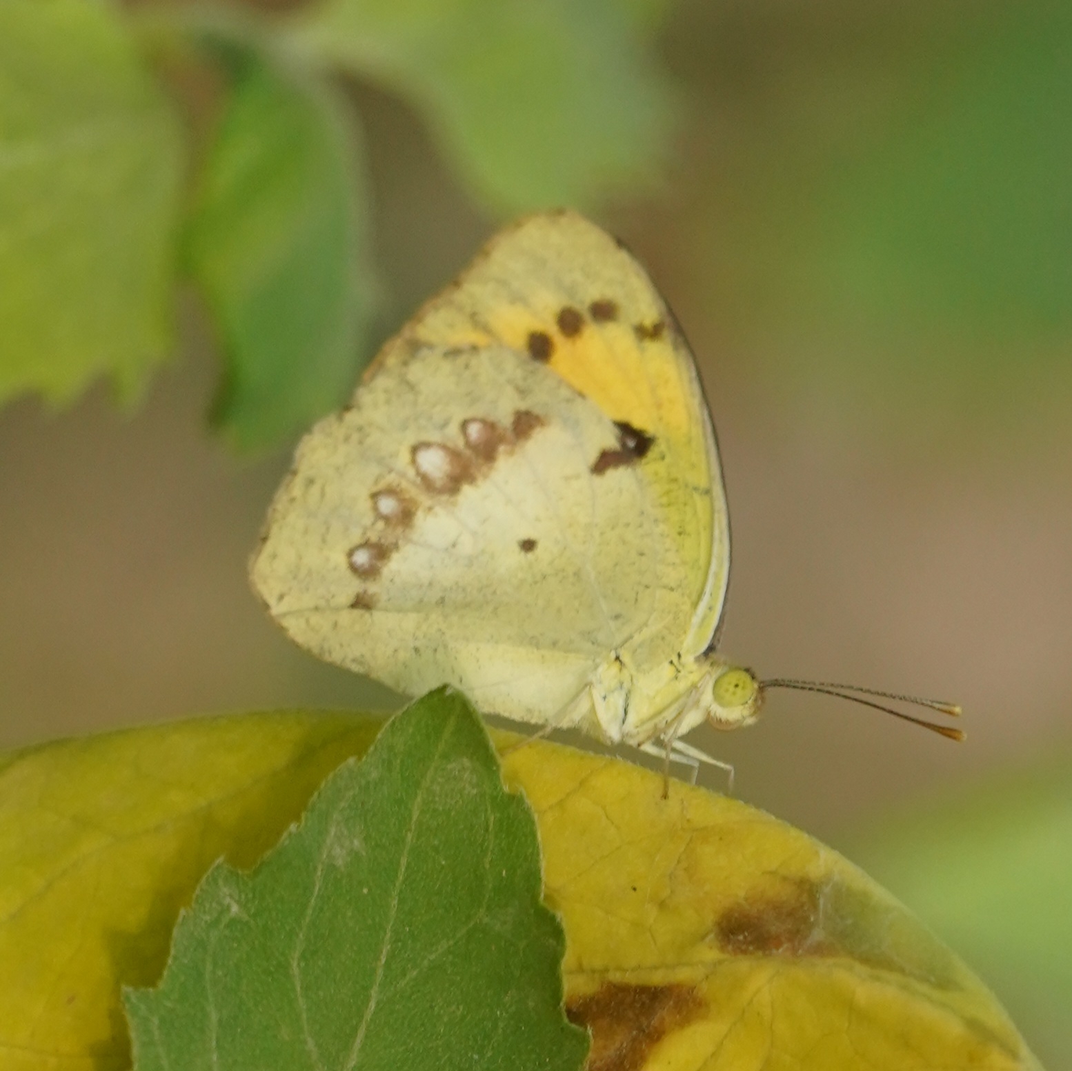 White Orange-Tip