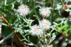 Erigeron divaricatus