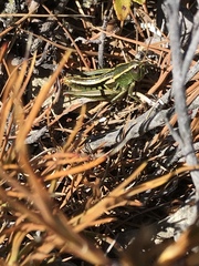 Sigaus australis