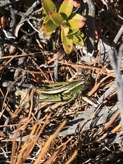 Sigaus australis