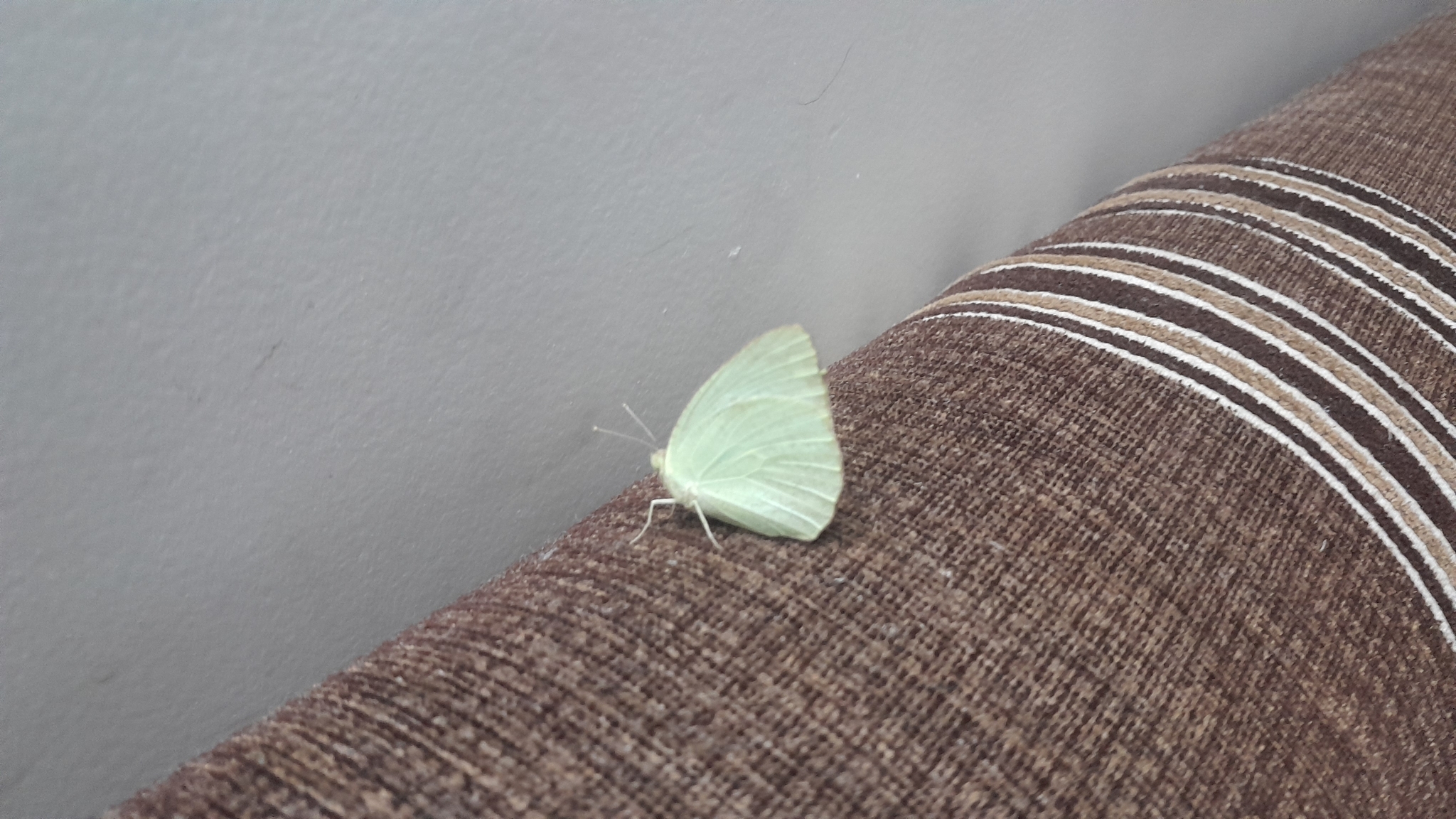 Mottled Emigrant