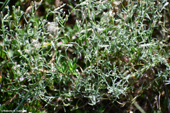 Erigeron divaricatus