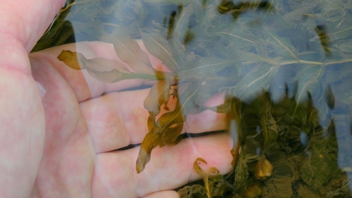 Potamogeton × nitens iNat (1)