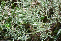 Erigeron divaricatus