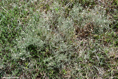 Erigeron divaricatus