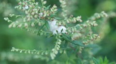 Rhopalomyia giraldii