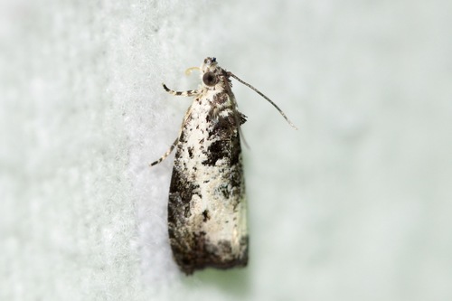 Malana Leafroller Moth