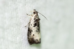 Olethreutes malana