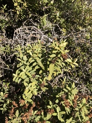 Veronica glaucophylla