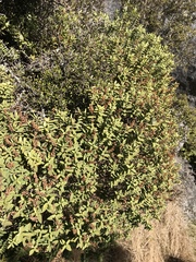Veronica glaucophylla