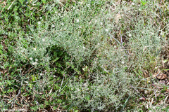 Erigeron divaricatus