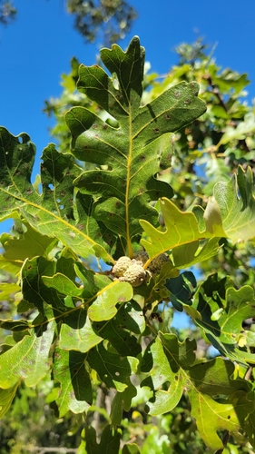 Oregon × valley oak