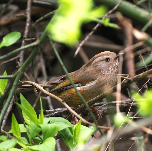 Manipur Fulvetta (Fulvetta manipurensis), photo 5