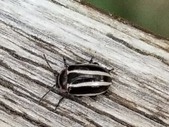 Calligrapha californica coreopsivora