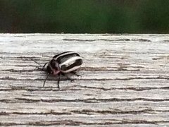 Calligrapha californica coreopsivora