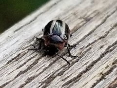 Calligrapha californica coreopsivora