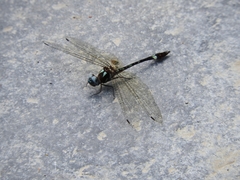 Macrothemis pseudimitans