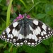 Marbled White - Photo (c) Jon Mortin, some rights reserved (CC BY), uploaded by Jon Mortin