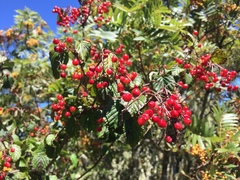 Viburnum betulifolium