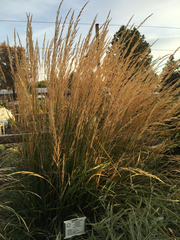Calamagrostis × acutiflora
