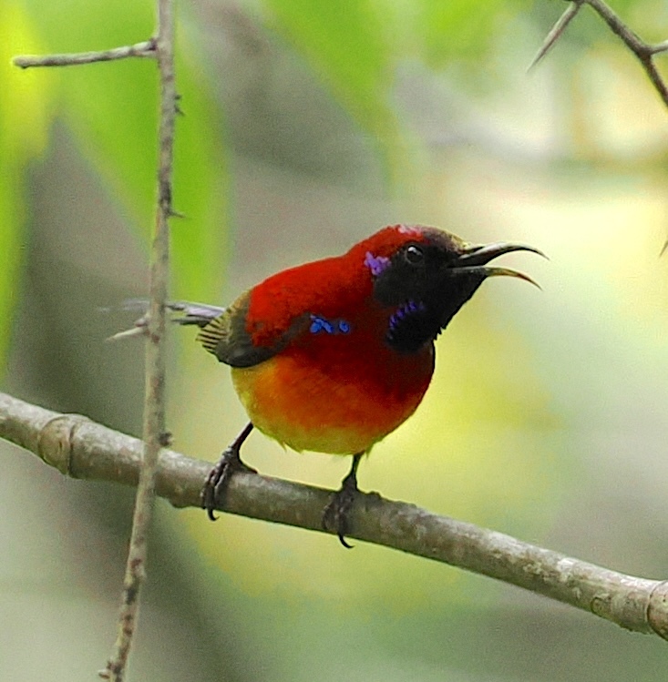 Mrs. Gould's Sunbird